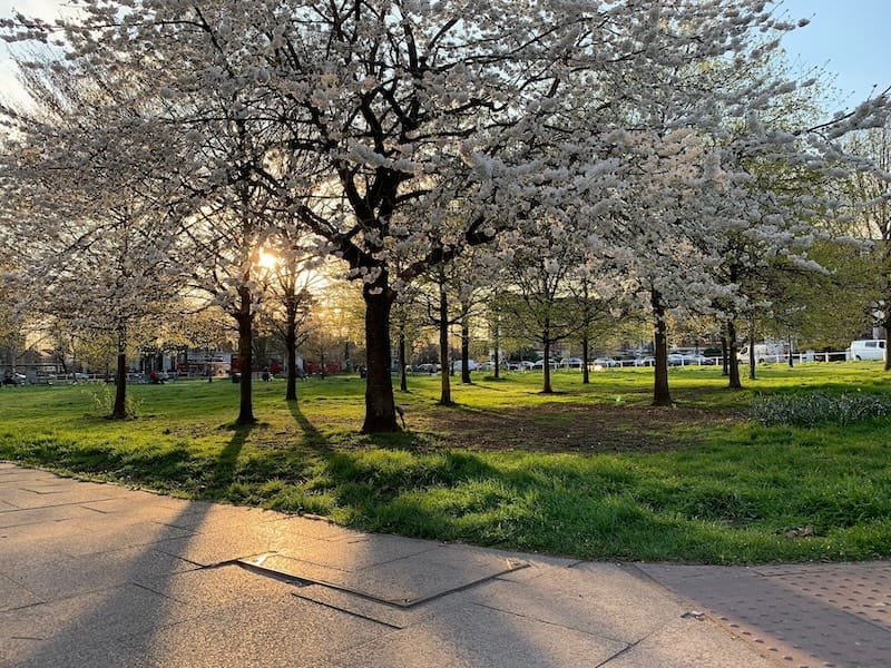 A park in Ealing, showing a morning sunrise