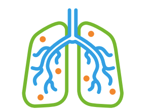 Lungs